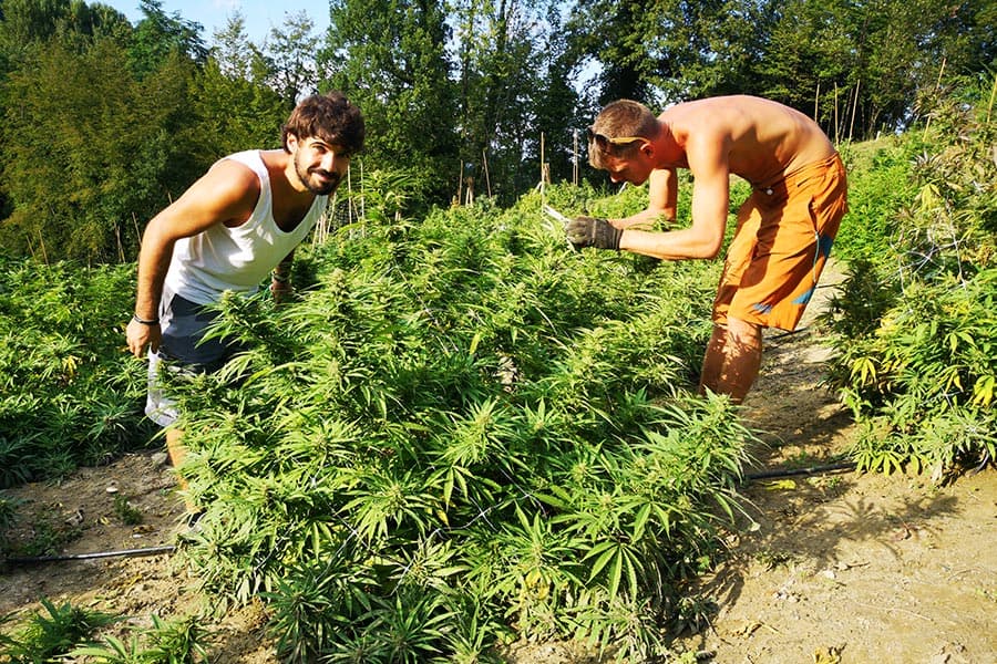 everweed-azienda-agricola-3