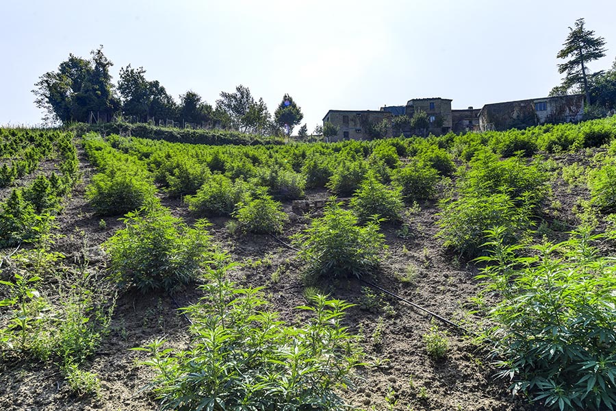 everweed-azienda-agricola-5