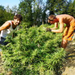 Cannabis Light Everweed CBD - Prodotti a base di Canapa Legale
