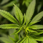 Cannabis Light Everweed CBD - Prodotti a base di Canapa Legale