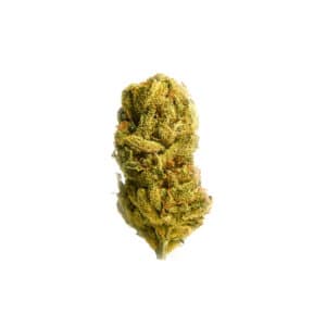 Infiorescenza di Cannabis Legale con CBD - Varietà Fresh Mountain Everweed