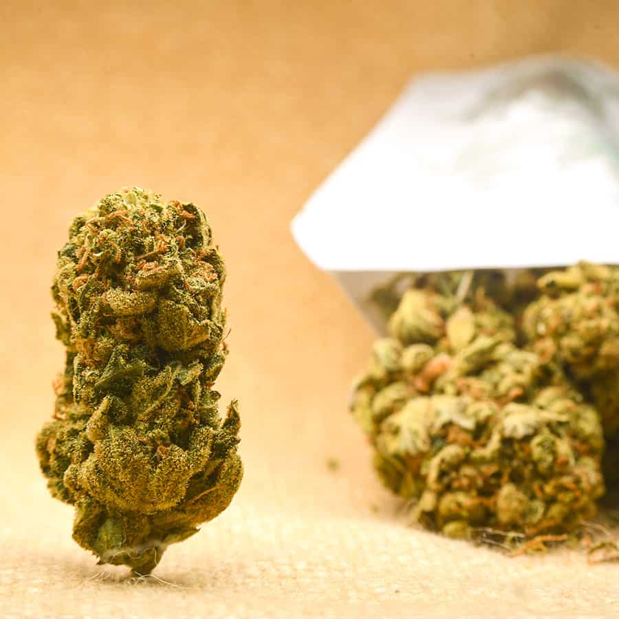 Cannabis Legale con CBD - Varietà Fresh Mountain Everweed