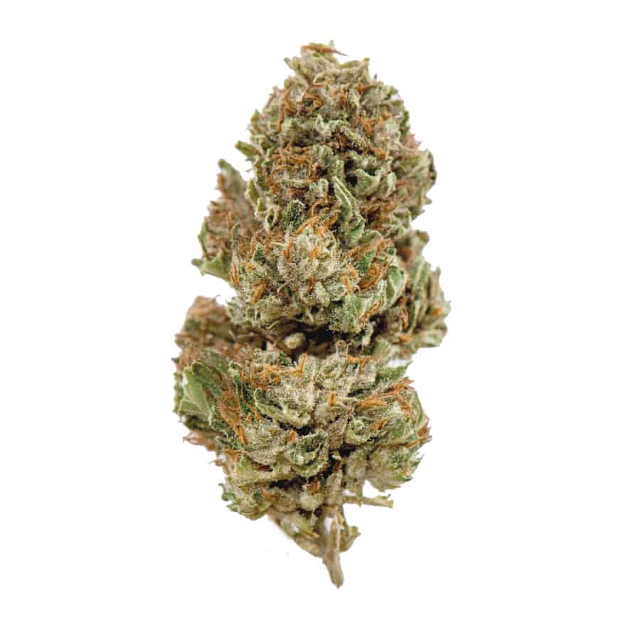 Infiorescenza di Cannabis Legale con CBG - Varietà Pablito Everweed