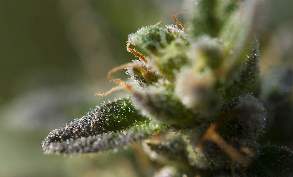 Terpeni della Cannabis al microscopio