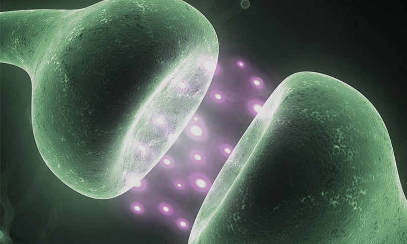 Sistema Endocannabinoide - Immagine al microscopio.