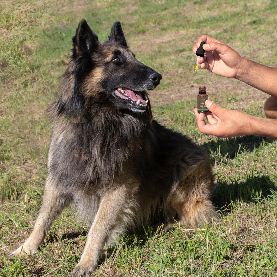 Olio CBD per cani e gatti