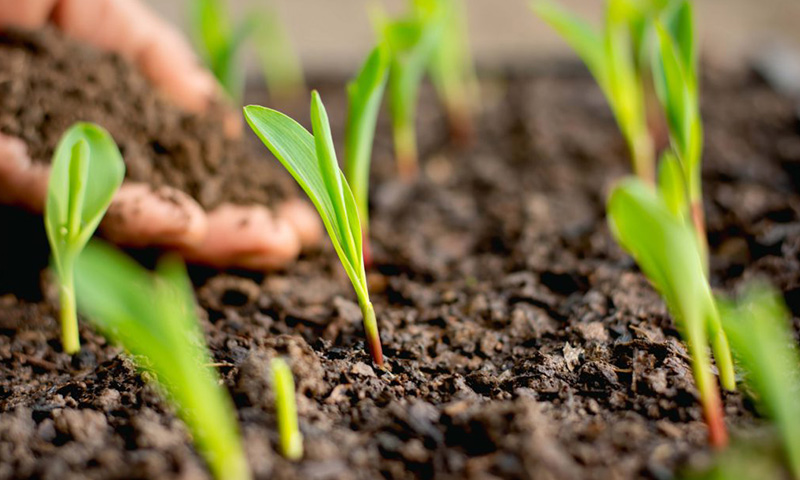 Germinazione Semi Cannabis