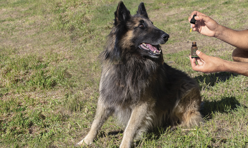 Olio CBD per cani e gatti