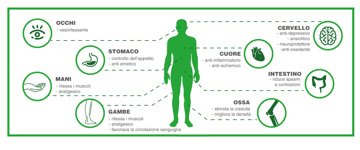 CBD Cos'è: Gli Effetti Benefici del CBD sugli organi del corpo umano