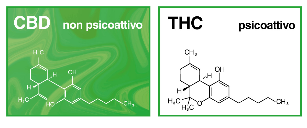 CBD Cos'è: CBD e THC Confronto