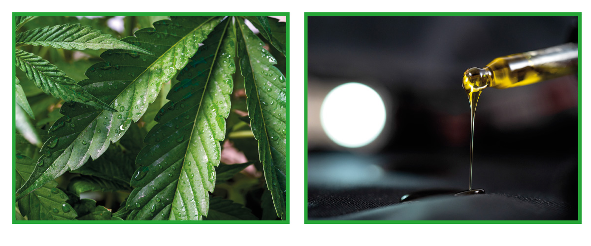 CBD Cos'è e perché è associato alle piante di cannabis
