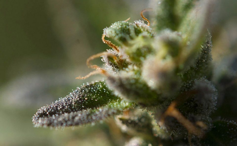 Cannabis Indica e Sativa