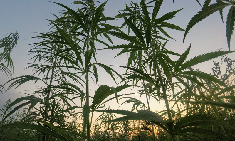 Foto di piante di Cannabis Ruderalis