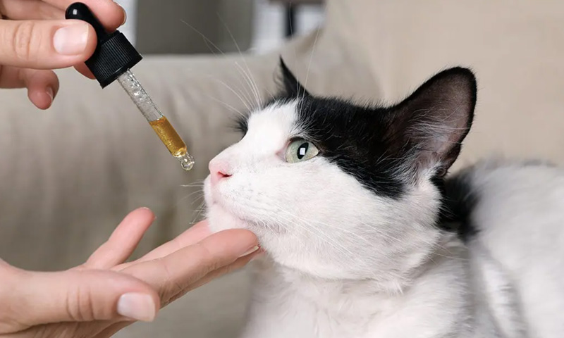 Somministrazione di Olio CBD ad animali domestici